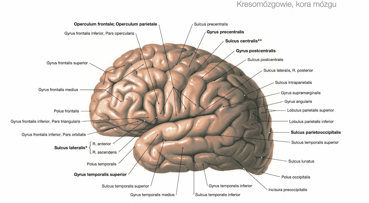 извилины и борозды мозга картинки