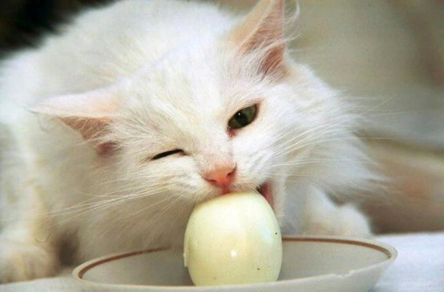 Можно ли съесть вареное. Кот ест яйца вареные. Кот кушает. Котик кушать белый.