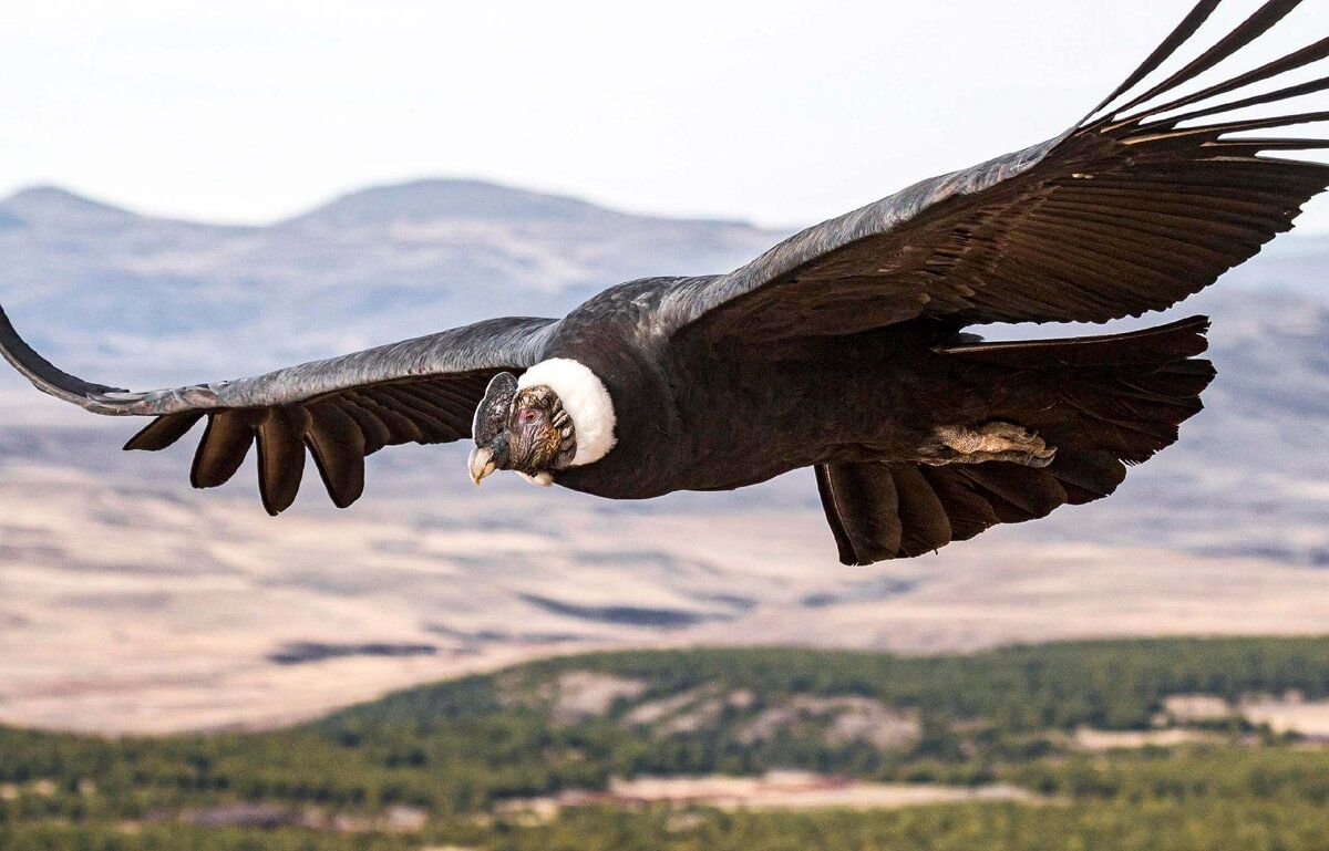 Андский Кондор Гарпия