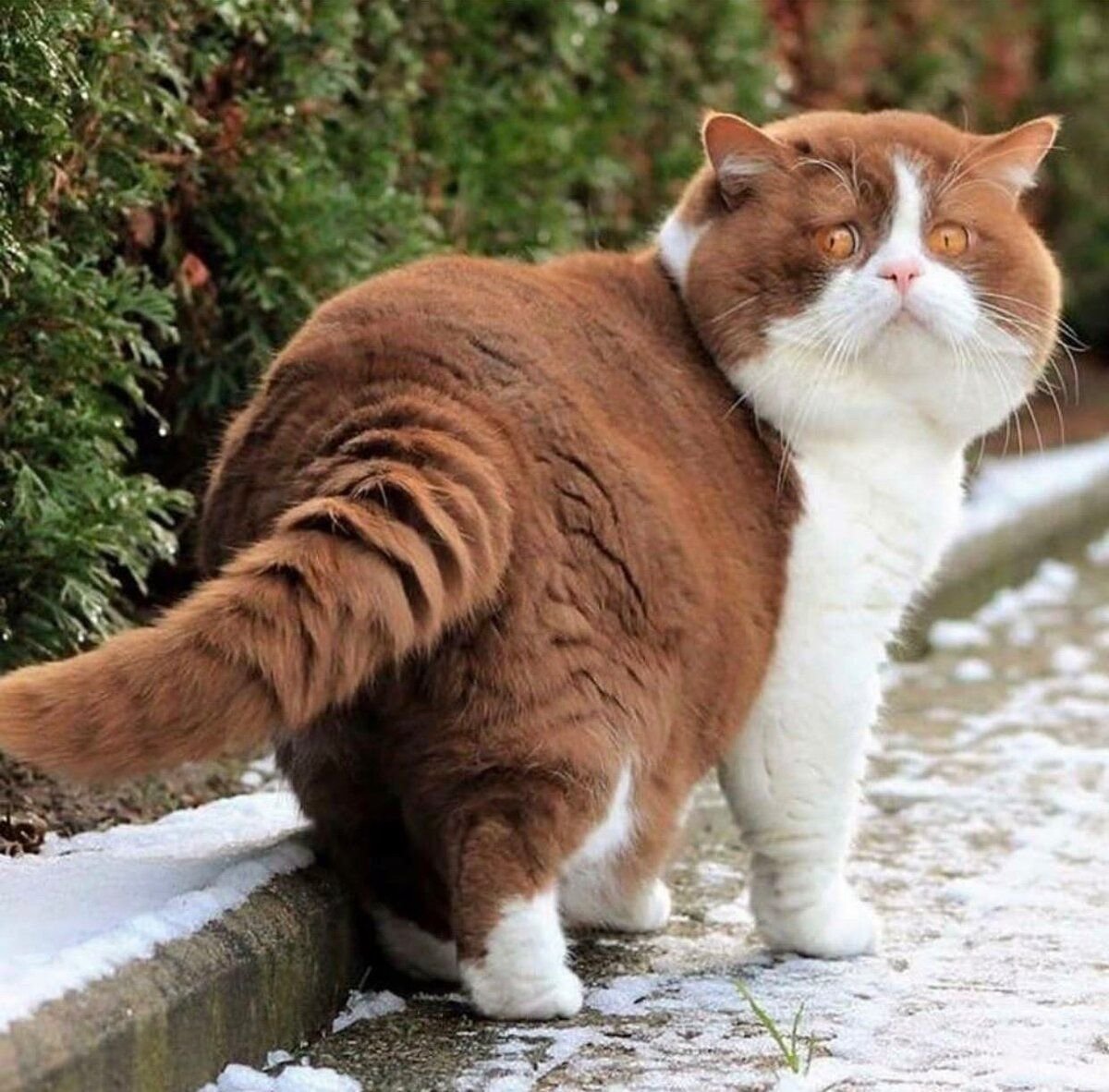 Толстые красивые кошки