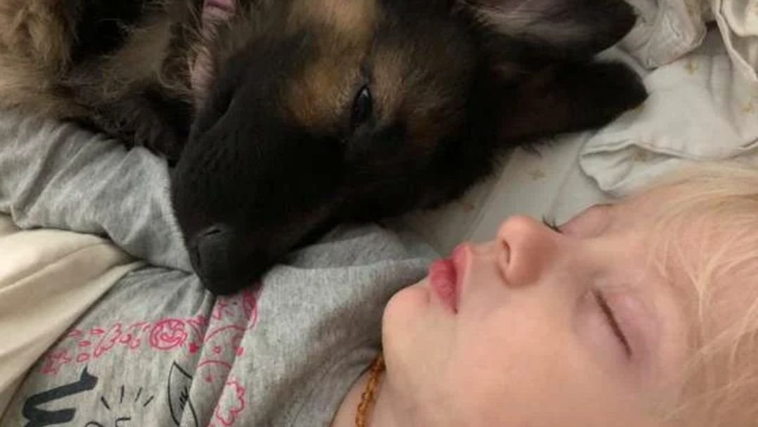 История как женщина мечтала завести собаку, но долгое время не могла