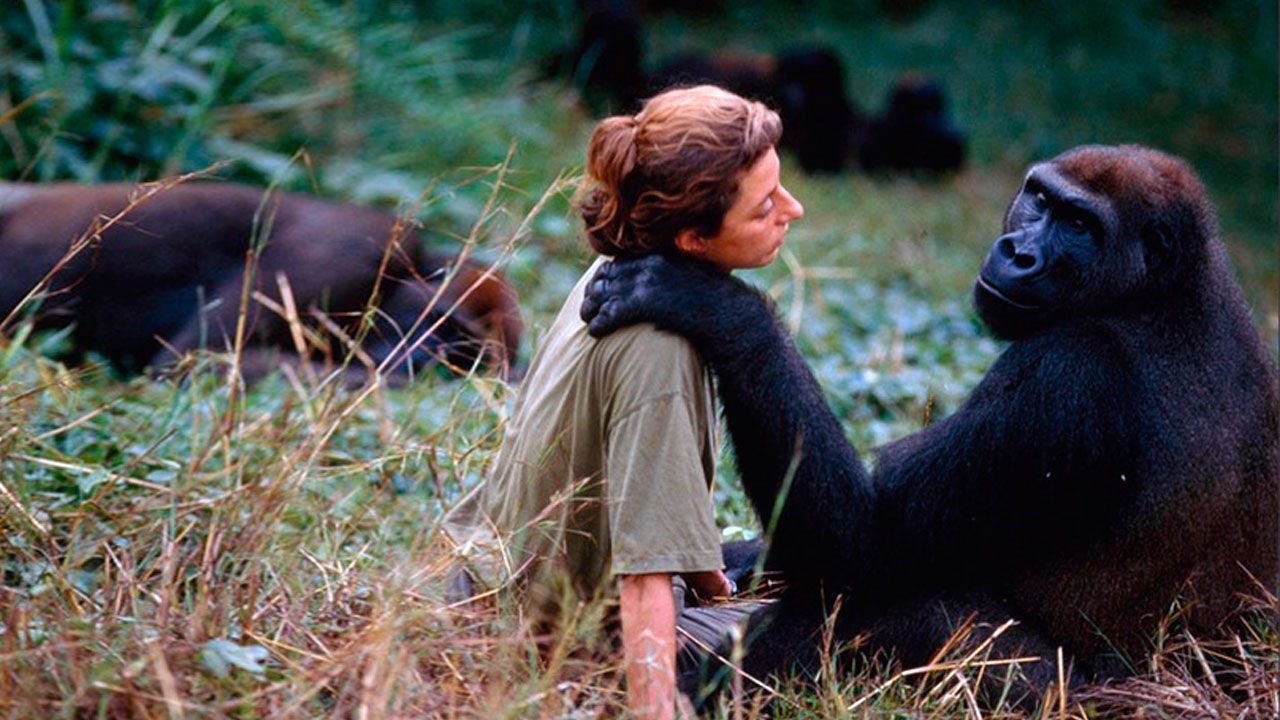 Jane Goodall горилла