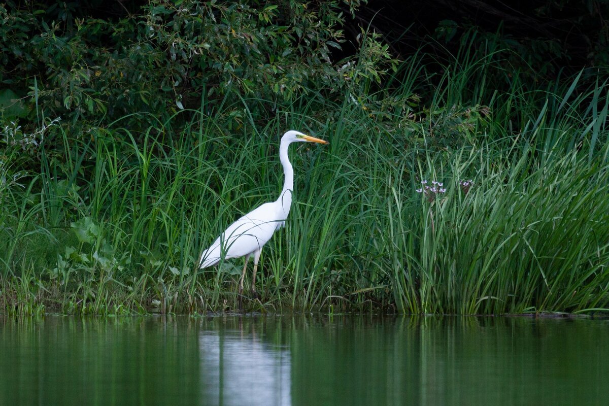 растения реки клязьмы. река свияга буинск. песчаная коса акатьево коломна. река клязьма животные реки. река клязьма водохранилище.
