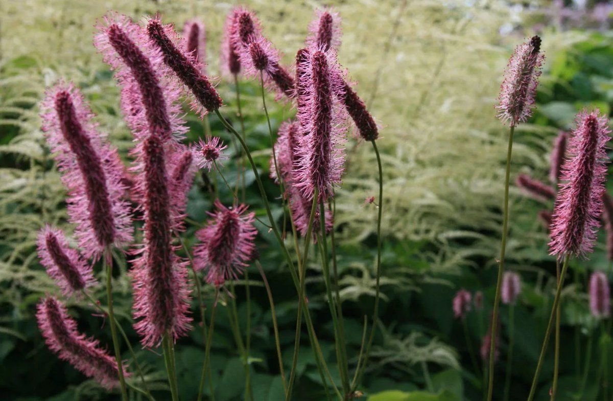 Кровохлебка Sanguisorba