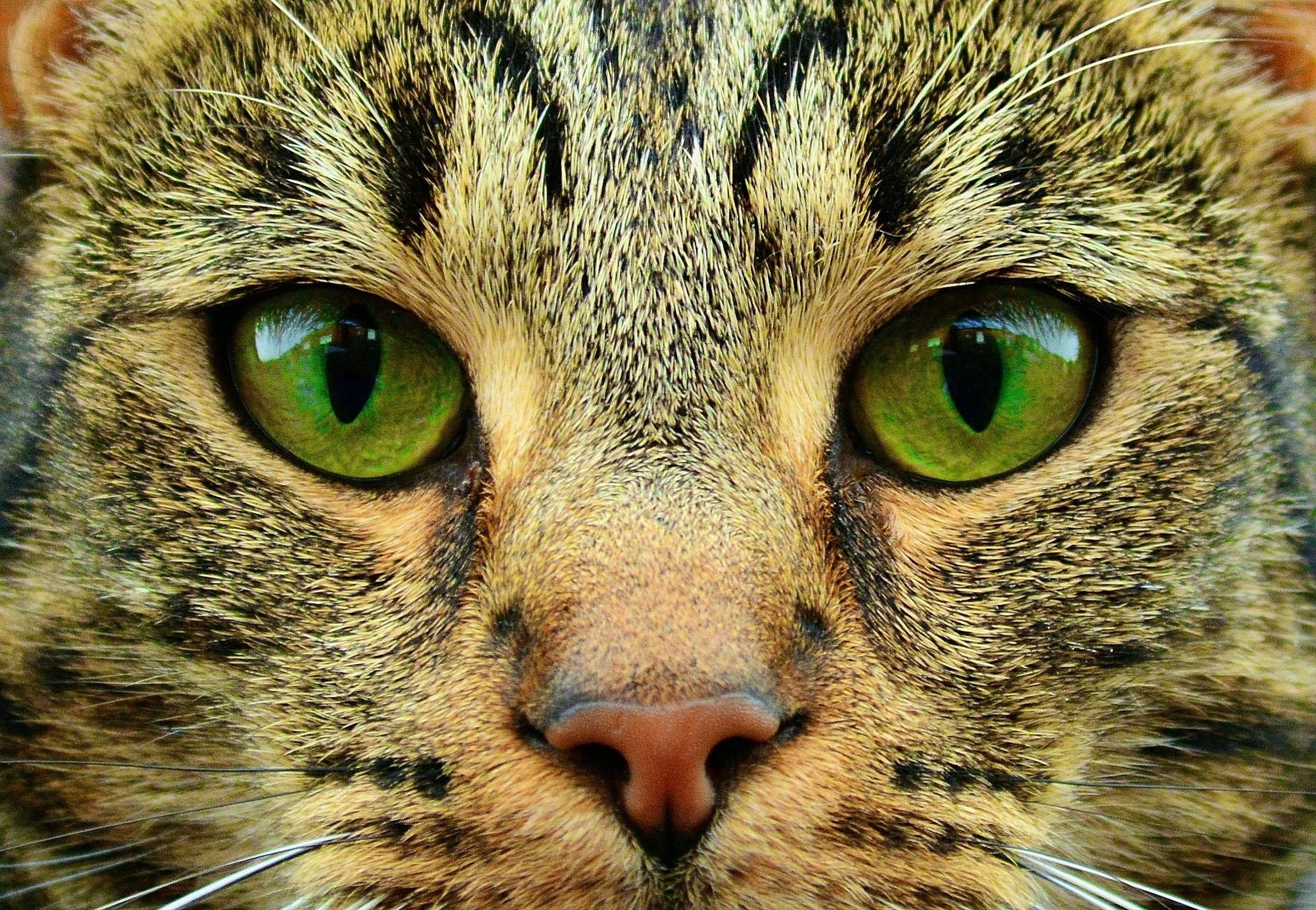 Взгляд как у кошки песня. Глаза кошки. Морда кота. Кошачий глаз. Кошка с зелеными глазами.