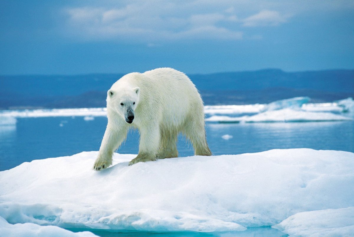 Северный медведь. Polar Bear обзор.