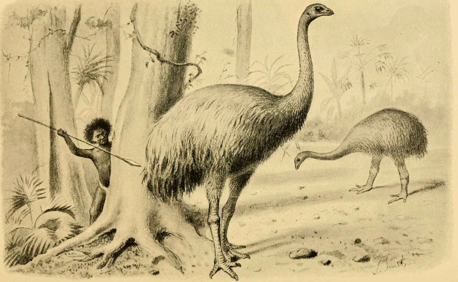 Dinornis robustus