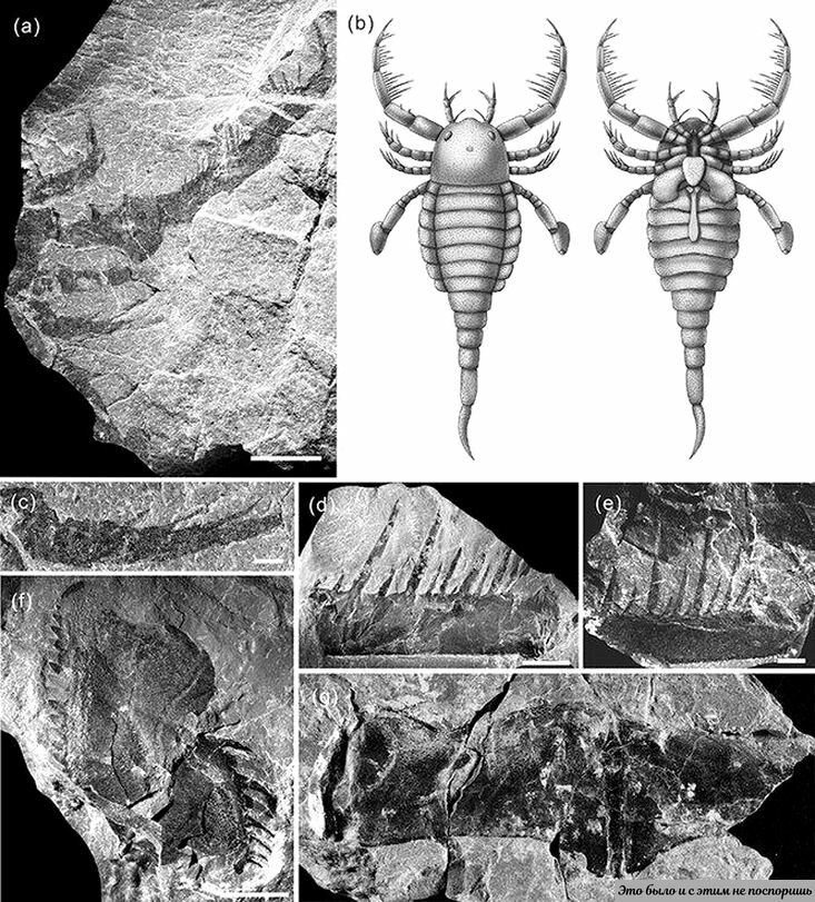 На рисунке изображены отпечаток и реконструкция вымершего животного обитавшего 460 млн лет назад