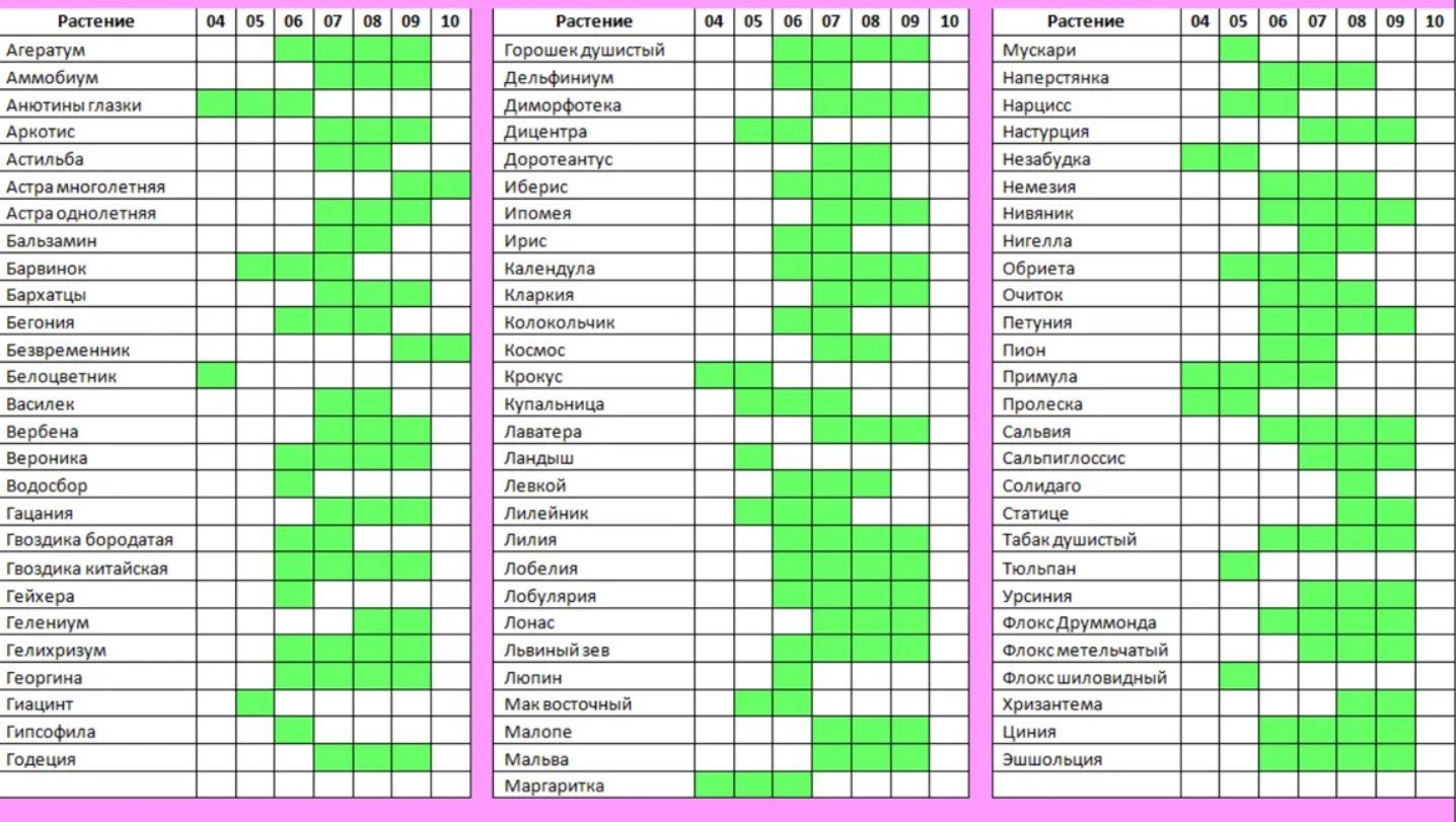В какое время сажать в грунт. Таблица сроков цветения многолетников. Таблица периода цветения многолетников. Таблица цветения растений по месяцам. Сроки цветения многолетников.