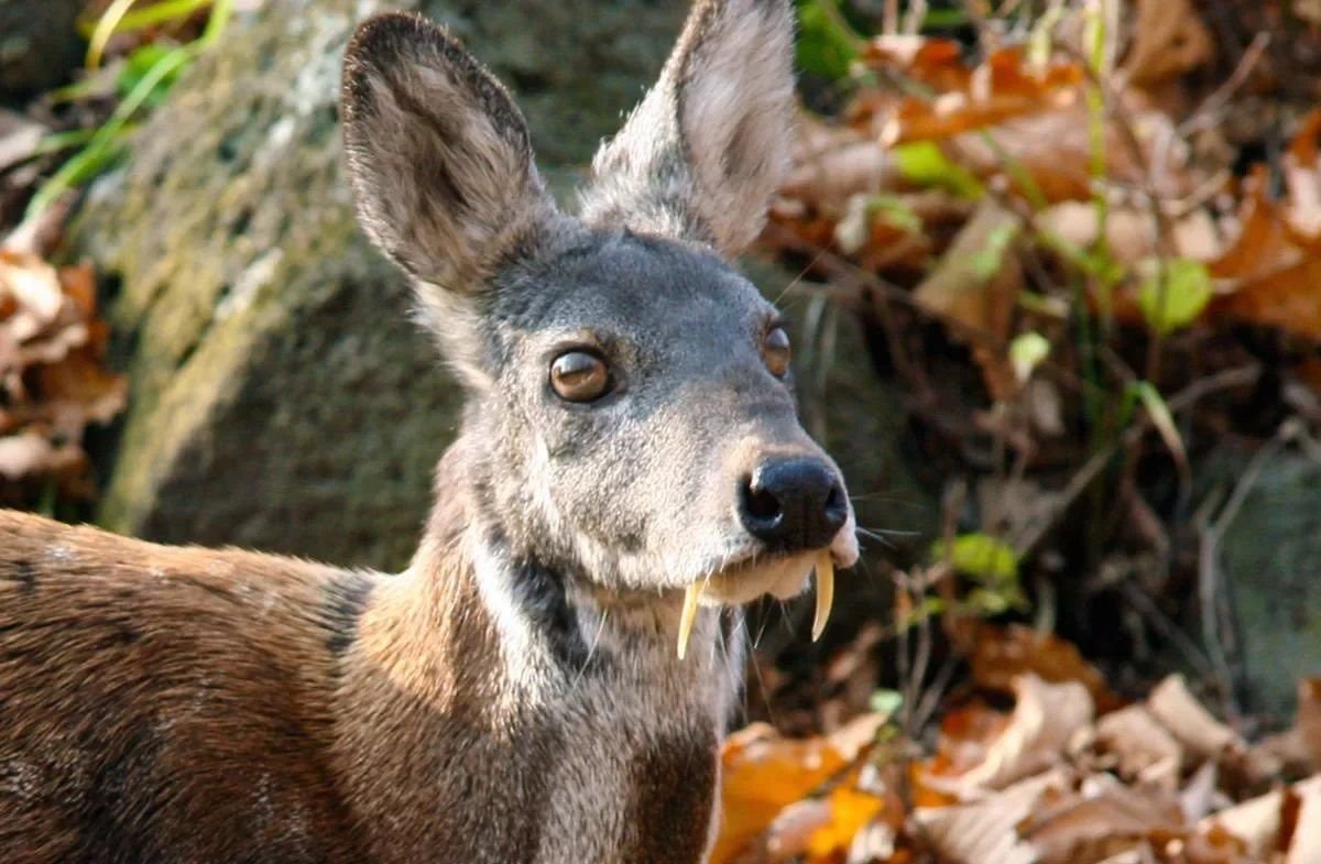 Косуля с рогами фото