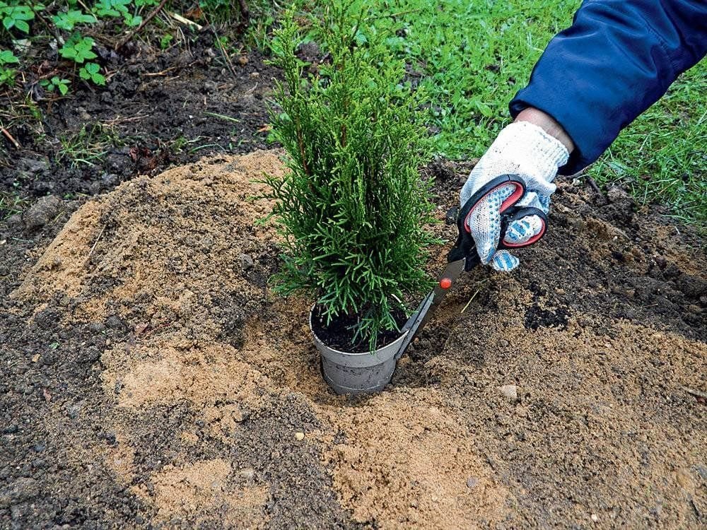 Туя смарагд посадка. Туя смарагд и можжевельник казацкий. Туя в проседь. Голд мц для туи. Можно ли дома сажать тую приметы.