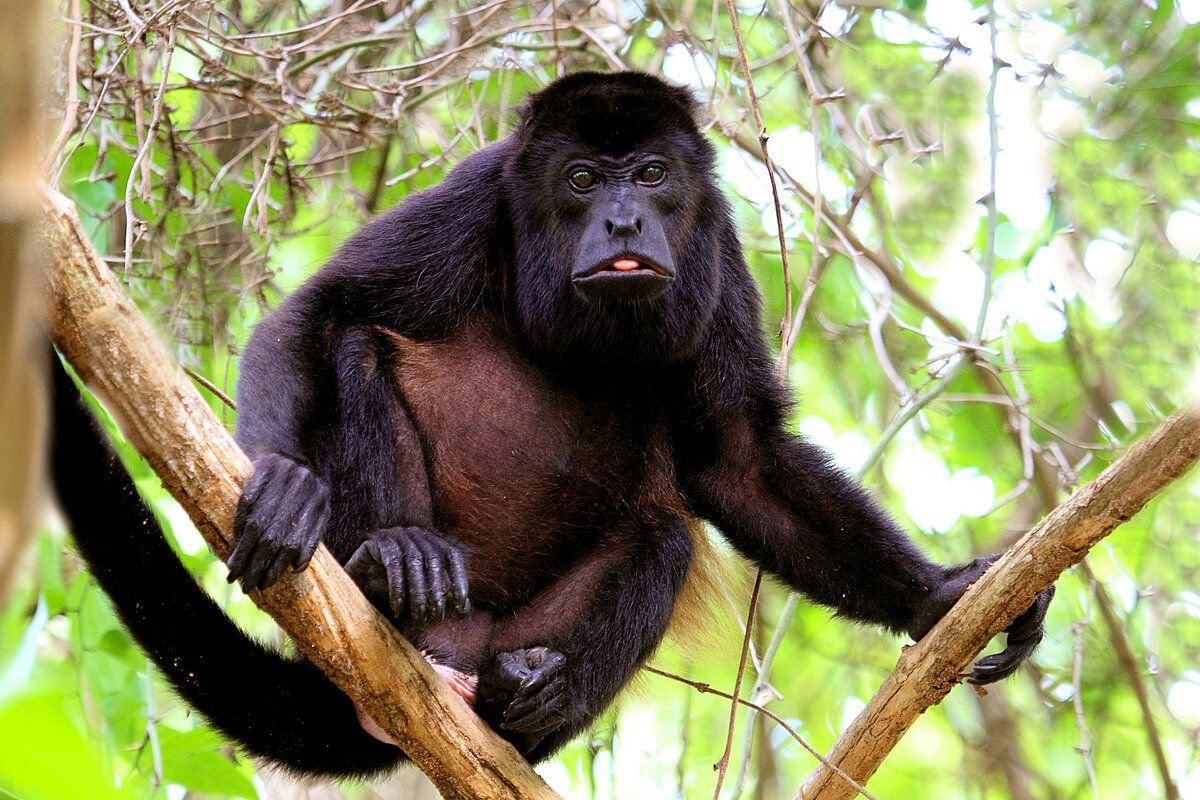 Alouatta palliata