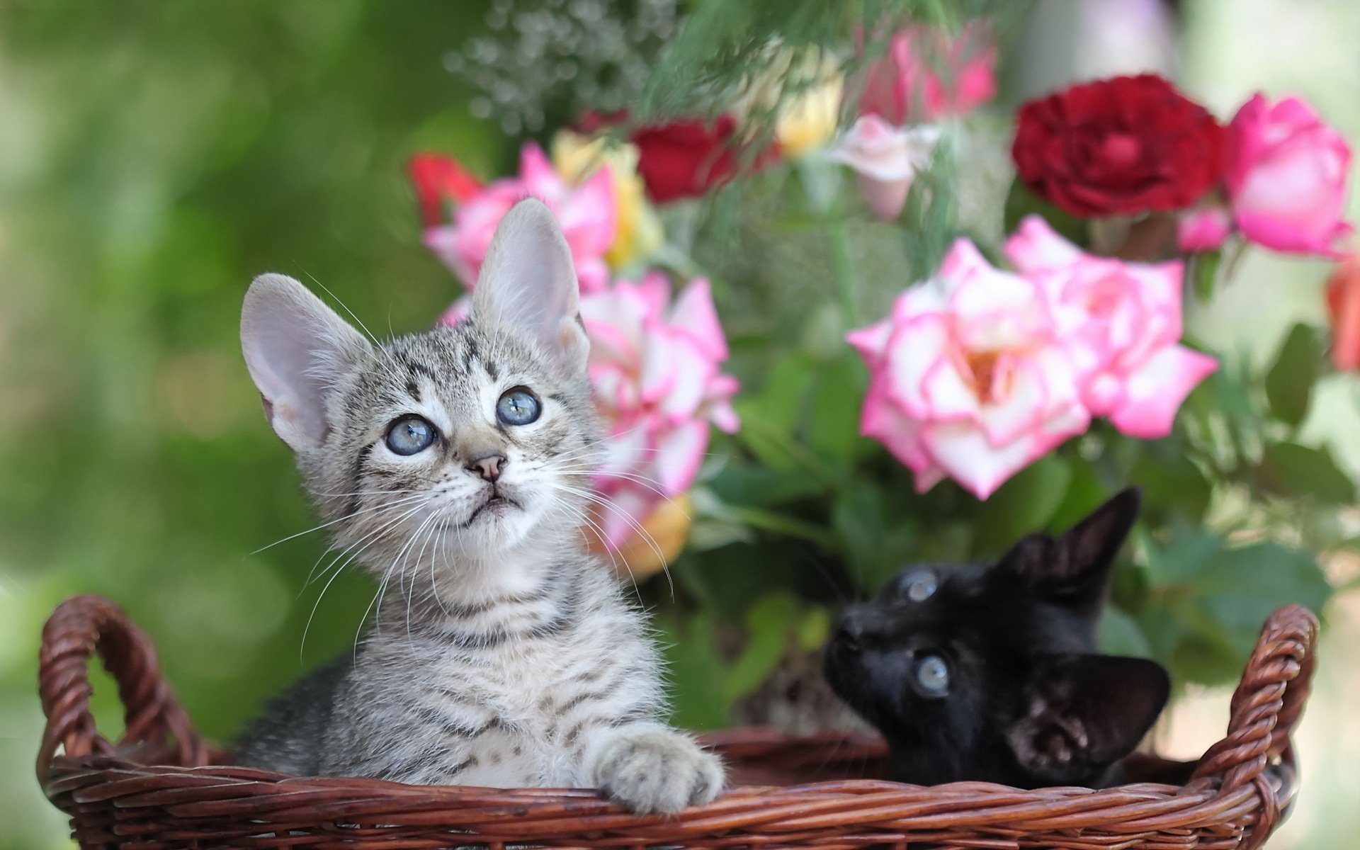 Что написать под фото с кошкой