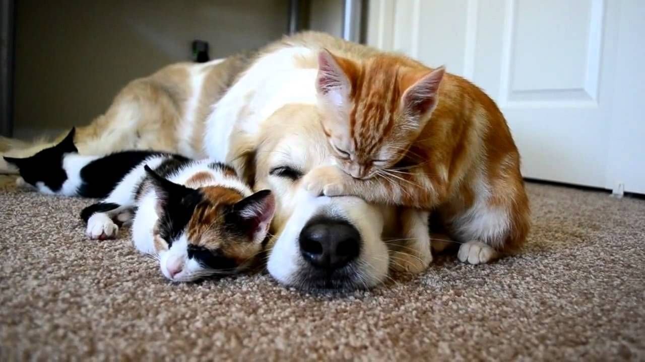 Котик и собачка вместе