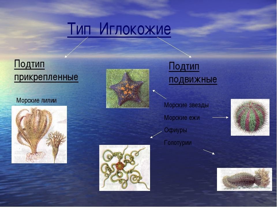 Тип иглокожие. Царство животных, иглокожие. Тип иглокожие 7 класс биология. Иглокожие представители 3 класс. Иглокожие 8 класс биология.