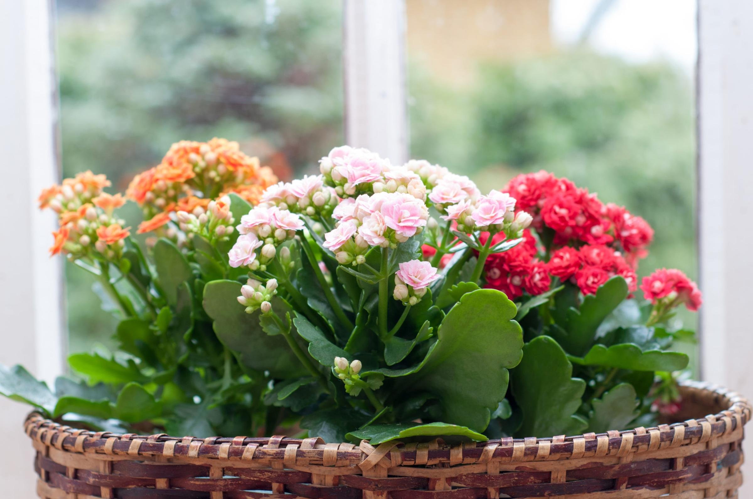 Каланхоэ как ухаживать. Каланхоэ каландива. Каландива цветок. Kalanchoe blossfeldiana Aurora. Каланхоэ Дебора.