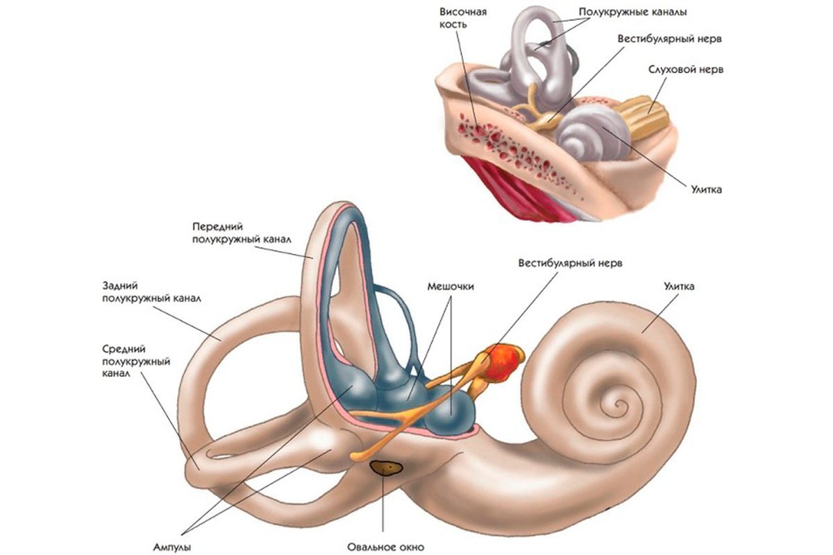 Внутреннее ухо заполнено воздухом. Вестибулярный аппарат внутреннего уха строение. Внутреннее строение уха человека и вестибулярного аппарата. Вестибулярный анализатор внутреннее ухо. Структуры уха и вестибулярного аппарата.