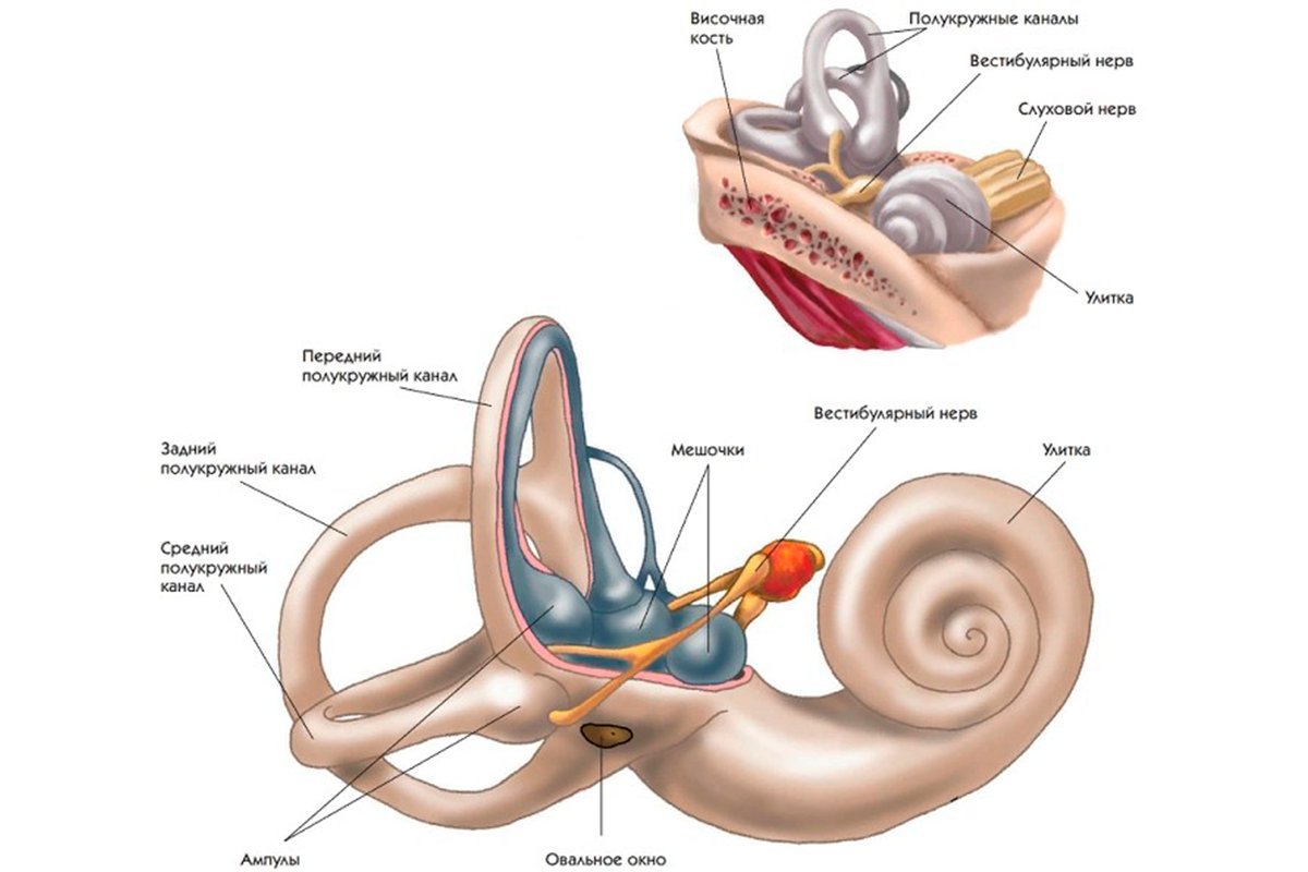 Проблемы внутреннего уха. Вестибулярный аппарат внутреннего уха строение. Строение внутреннего уха человека и вестибулярный аппарат. Вестибулярный анализатор внутреннее ухо. Структуры уха и вестибулярного аппарата.