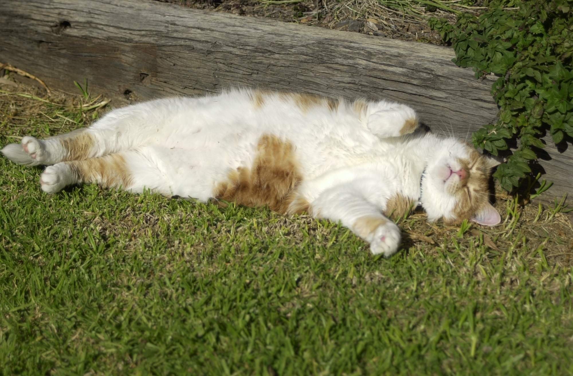 Кот отдыхает в траве
