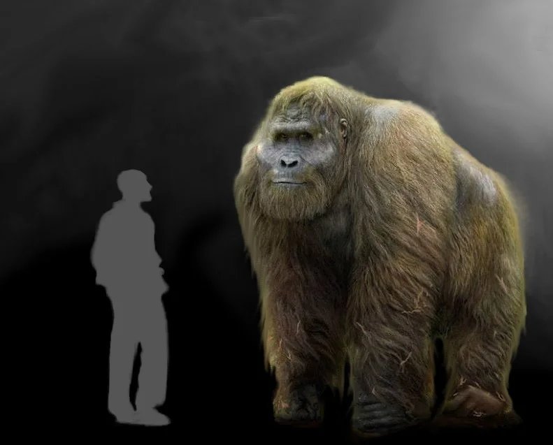 Самый большой в истории человечества. Gigantopithecus giganteus. Гигантопитек Блэки. Гигантопитеки Кинг Конг. Гигантопитеки горилла.