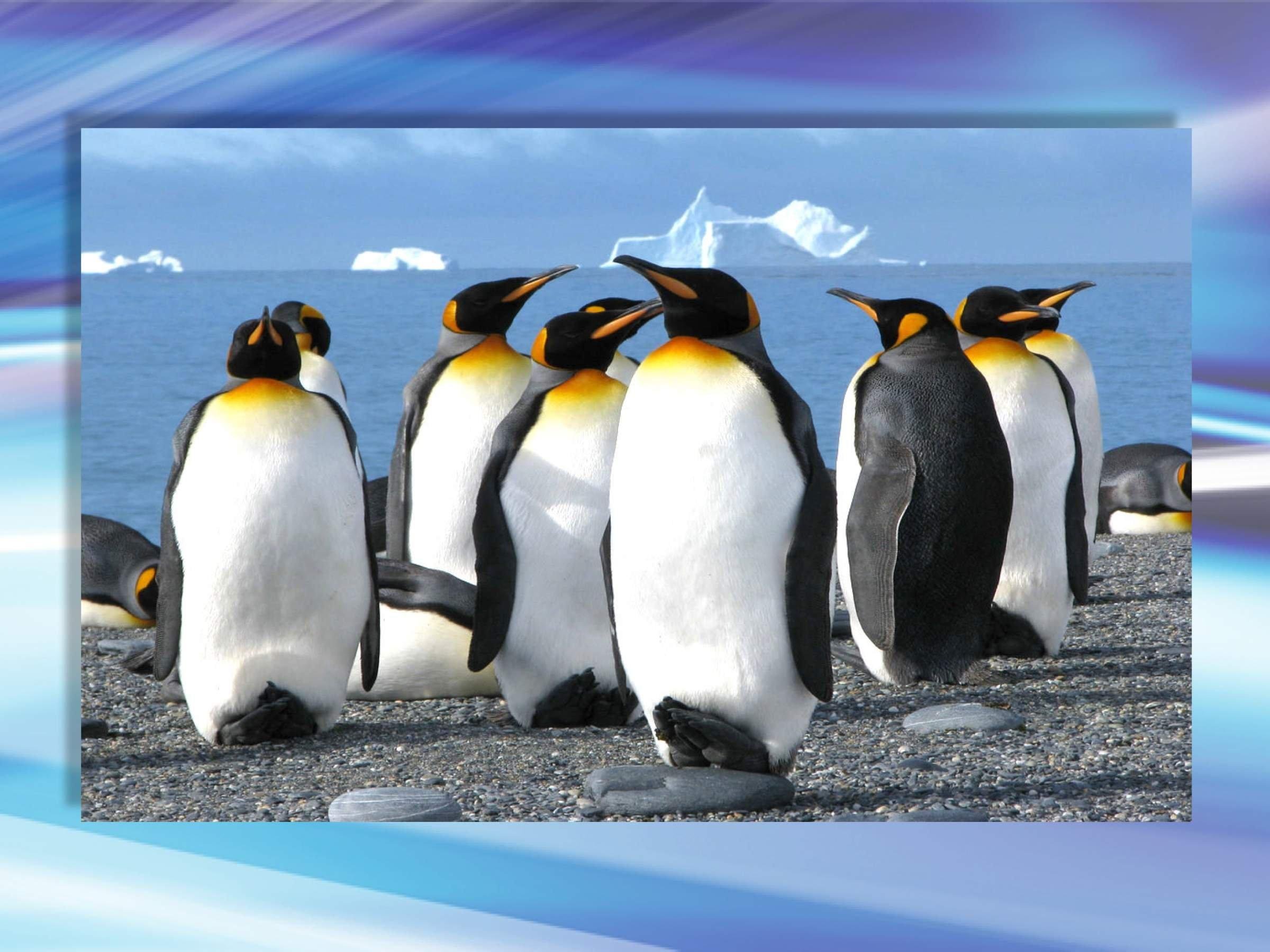 Значение пингвинов в природе. Пингвины. Пингвины в Антарктиде. Антарктический Пингвин. Самый крупный Пингвин Антарктиды.