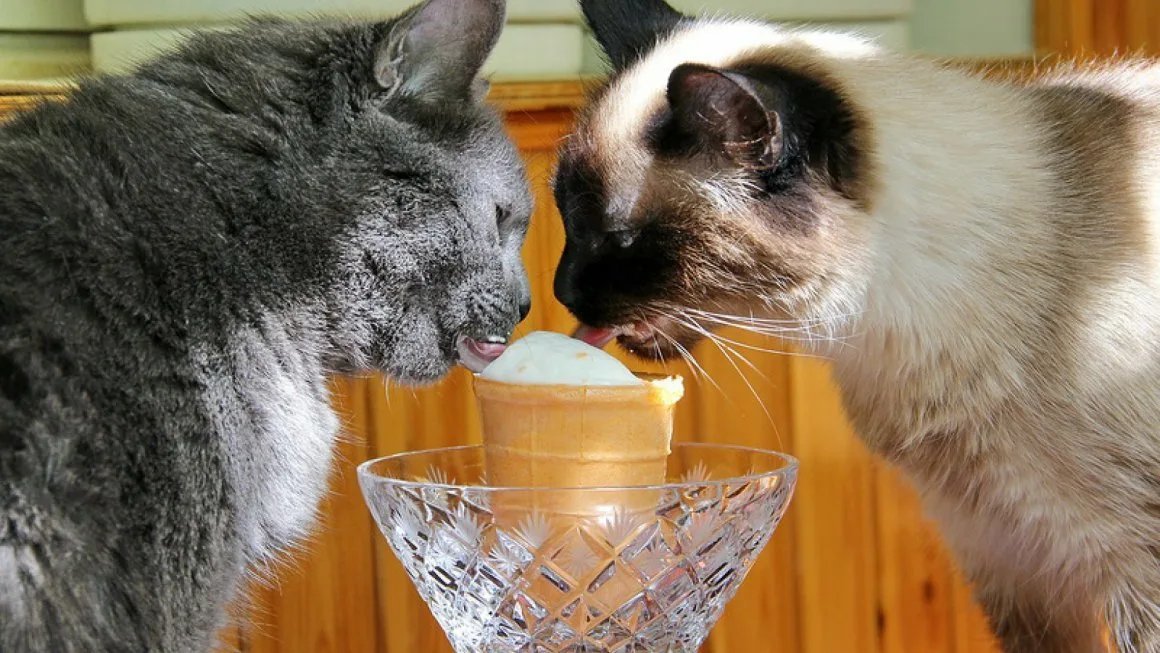 приколы с котами. красивые котята. приколы про котов. кот вцепился. проект про кота.