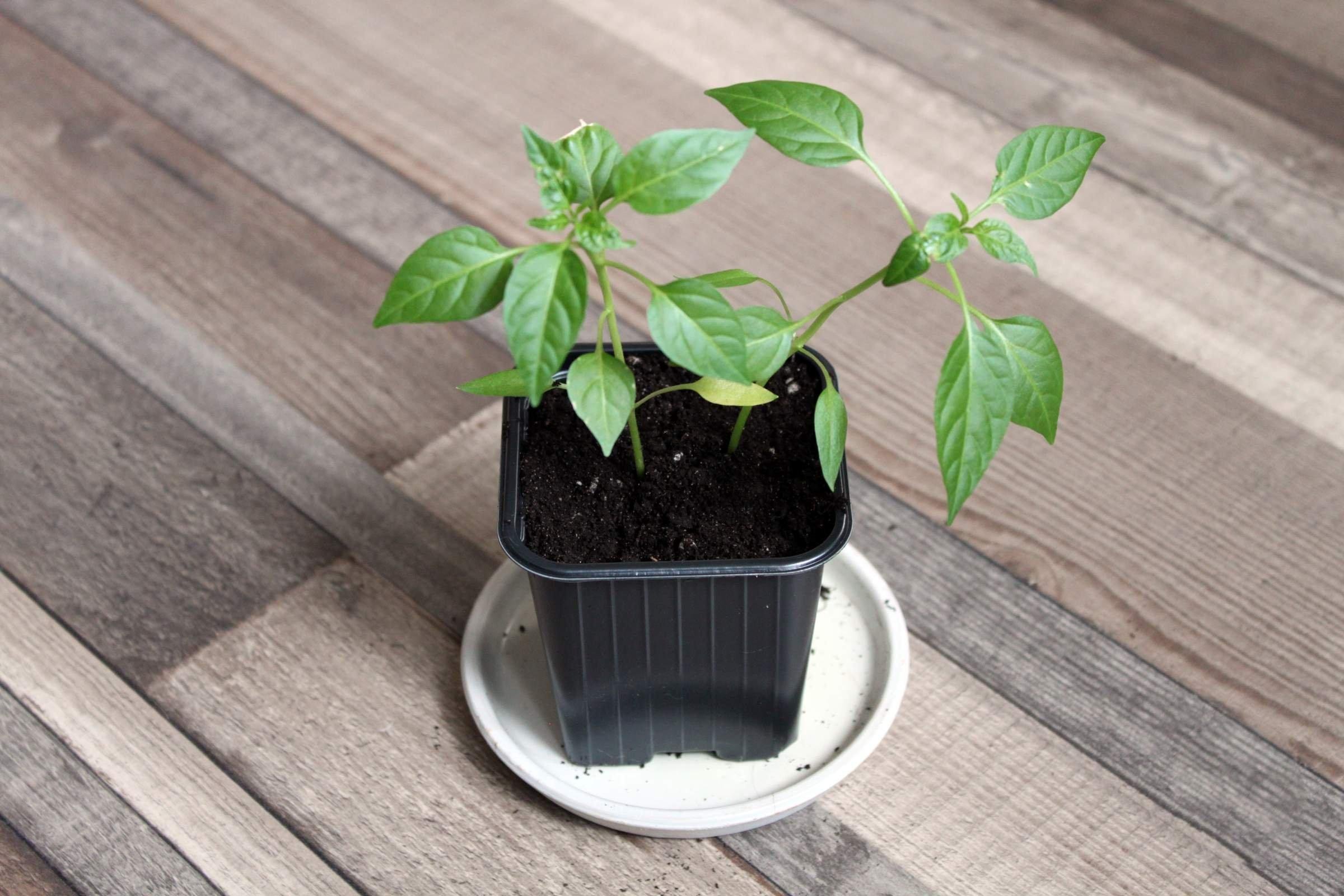 рассада болгарского перца. рассада горького перца. когда сажать рассаду перца в 2024 семена. когда сажать рассаду перца в 2024 семена. ростки перец рассада.