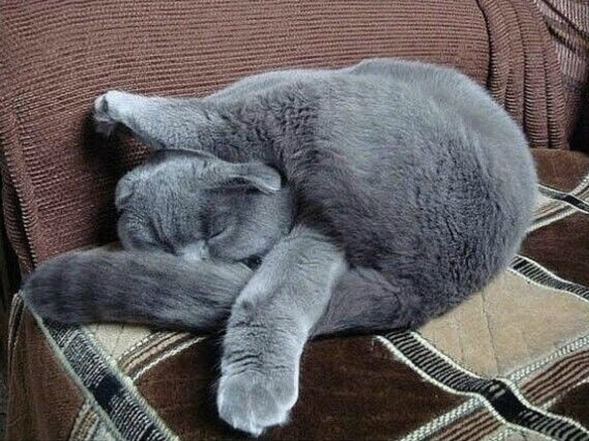 Спящий серый кот