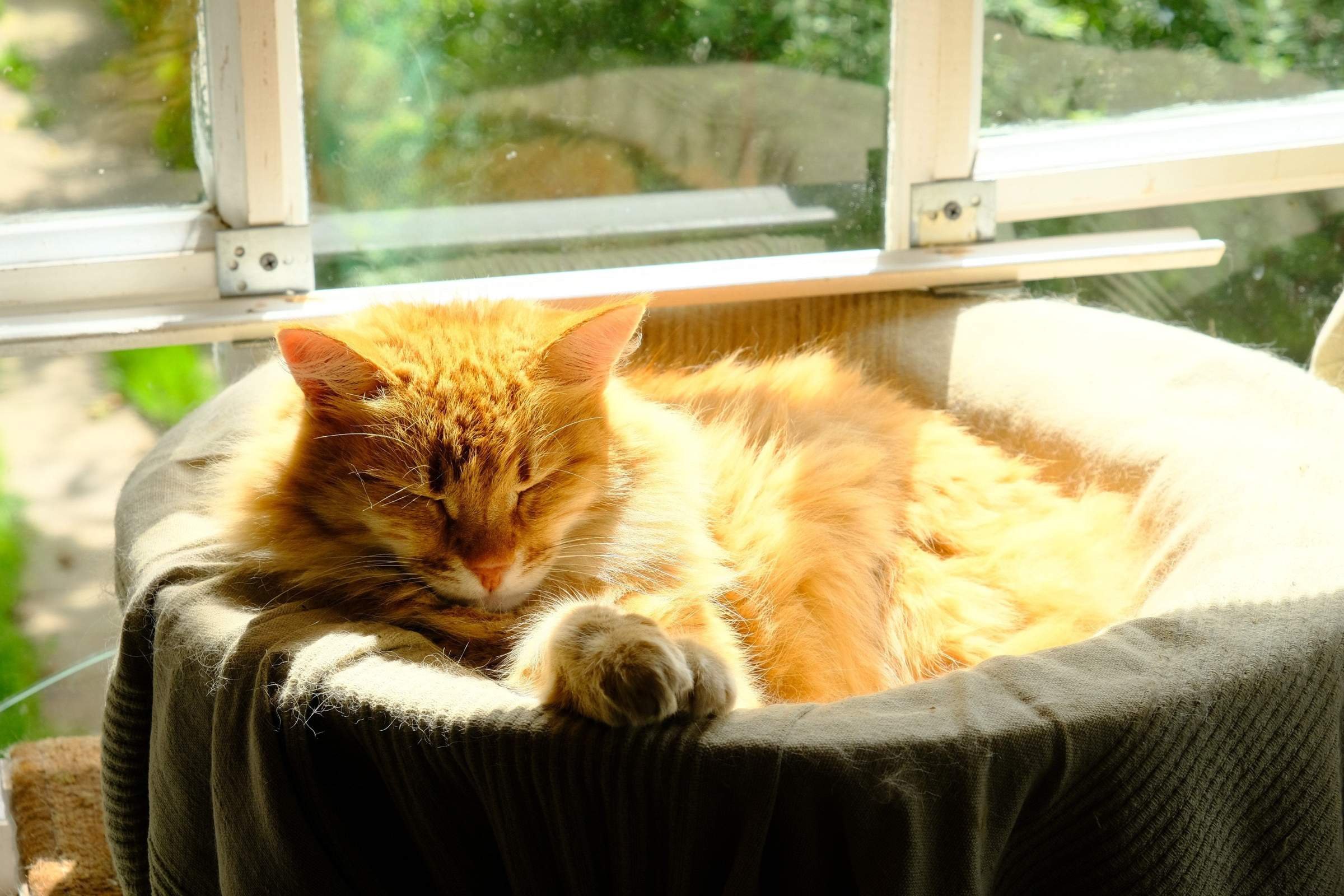 Коте солнышко. Котик на солнышке. Котёнок и солнышко. Коте солнышко. Котёнок и солнышко.