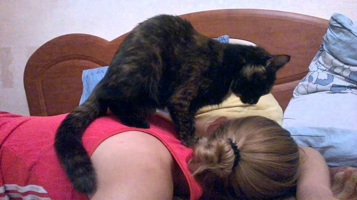 Мни мни массаж. Кошка массажирует. Кот мнет лапками. Кот топчется. Кот массажирует лапками.
