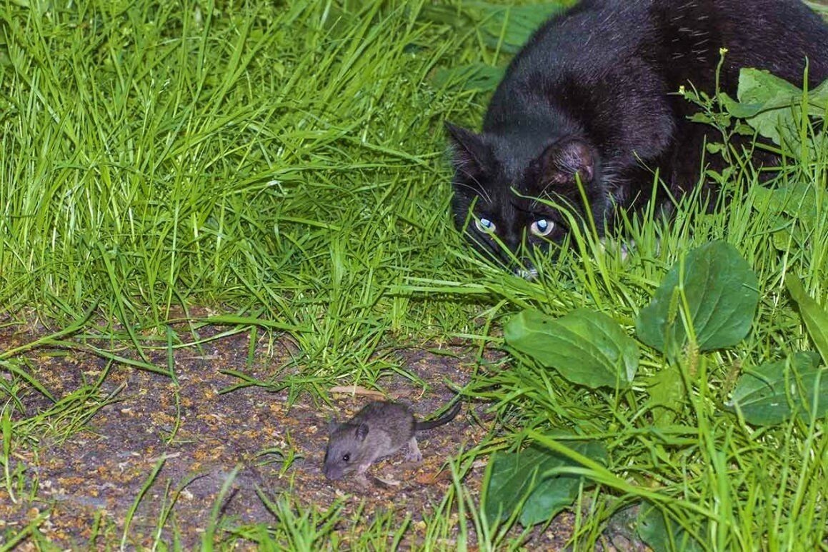 Котенок ловит мышей