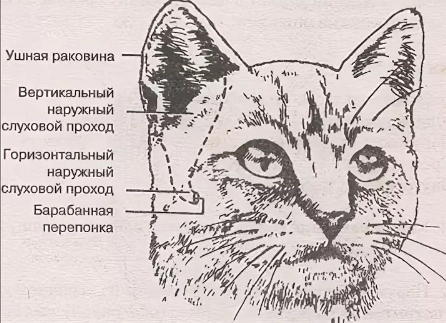 Строение ушной раковины животных. Строение ушной раковины кошки. Строение кошачьего уха снаружи.