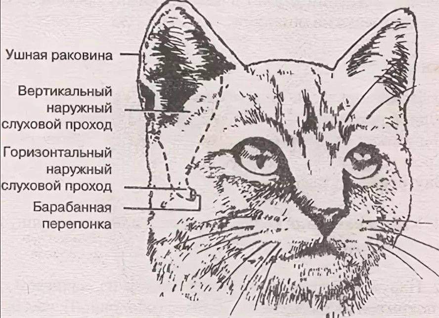 Строение уха кошки схема