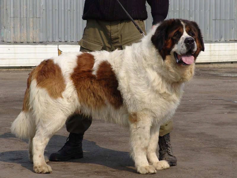сенбернар и московская сторожевая. какой цивилизации принадлежит сторожевая собака правителей абутью. какой цивилизации принадлежит сторожевая собака правителей абутью. московская сторожевая собака. какой цивилизации принадлежит сторожевая собака правителей абутью.