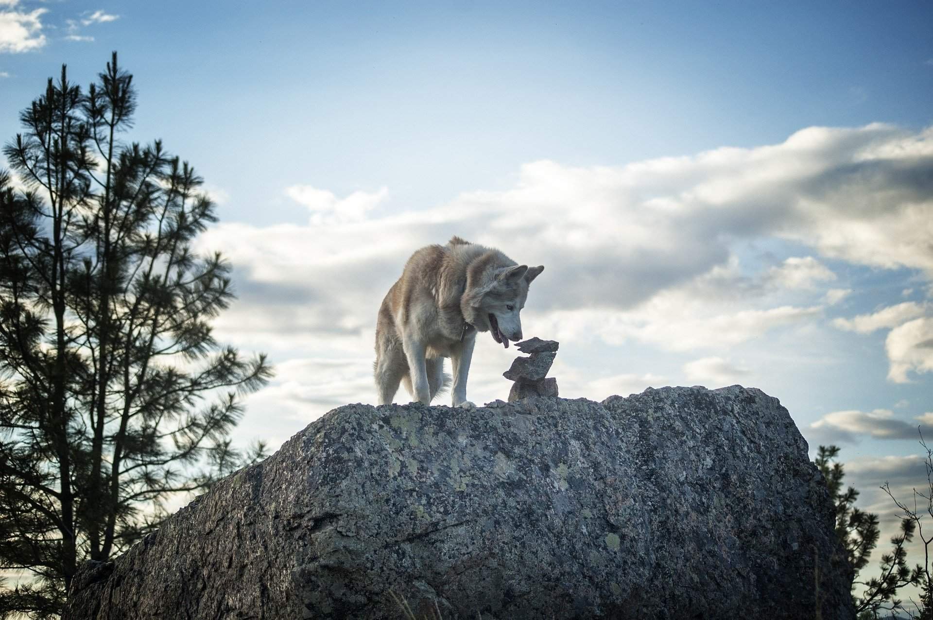Фото одинокой волчицы