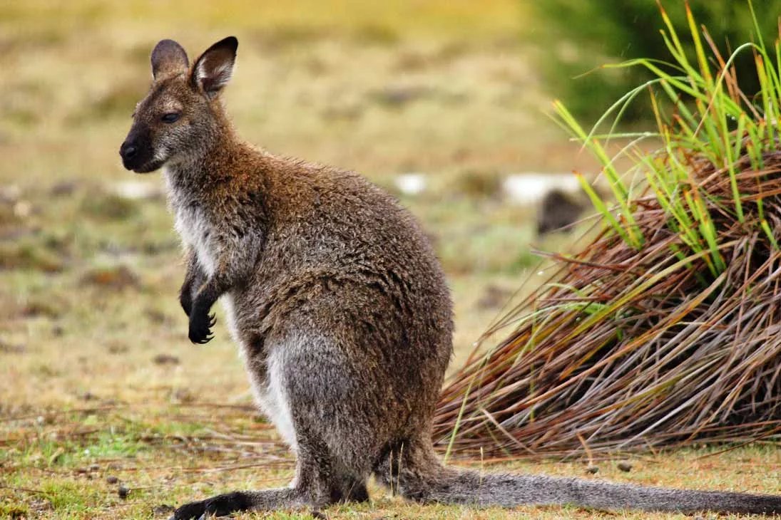 Почему сумчатые сохранились в австралии. Кенгуру валлаби. Карликовый кенгуру валлаби. Сумчатые кенгуру. Кенгуру рыже-серый валлаби.