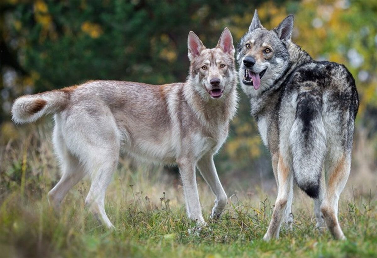 Волчья собака Сарлоса породы собак Германии