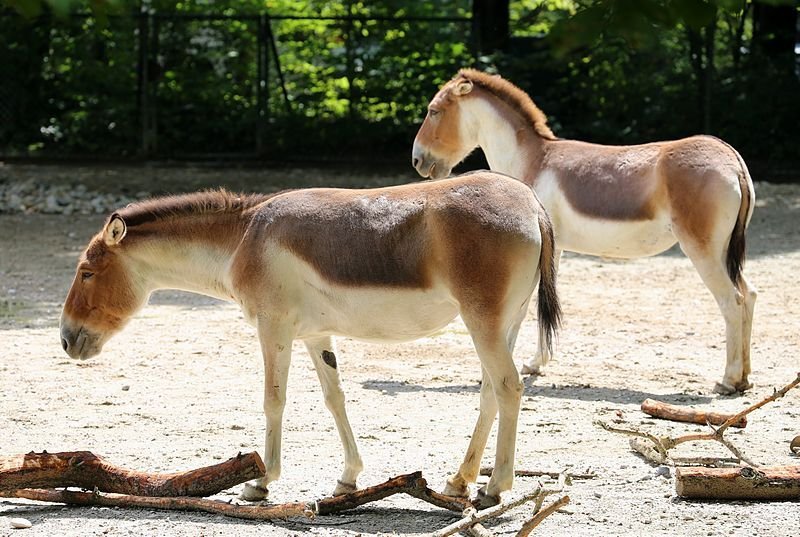 тибетский полуосел 5 букв. дикий осел кулан. лошадь кулан. тибетский полуосел 5 букв. тибетский полуосел 5 букв.