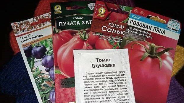 Томат санька 20 шт. Томат санька f1. Пузатая хата сорт помидор. Презентация на тему выращивание томатов. Томат достоинства и недостатки.