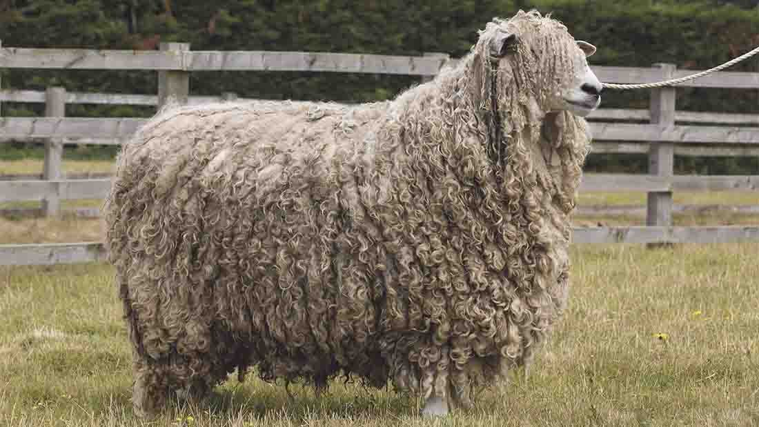 порода линкольн меринос овцы. тексель порода овец. порода баранов меринос. какой породы баран. порода овец керли.
