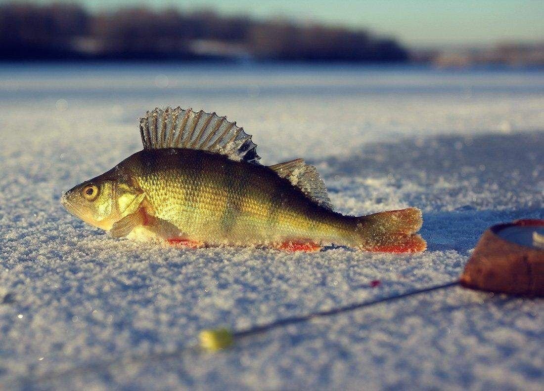 Зимняя рыбалка рыба