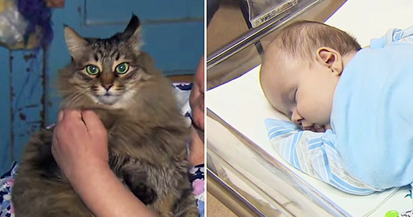Кошечки спасают. Кошка Маша спасла ребенка в Обнинске. Кошка Маша из Обнинска. Кошка Маша спасла ребенка.