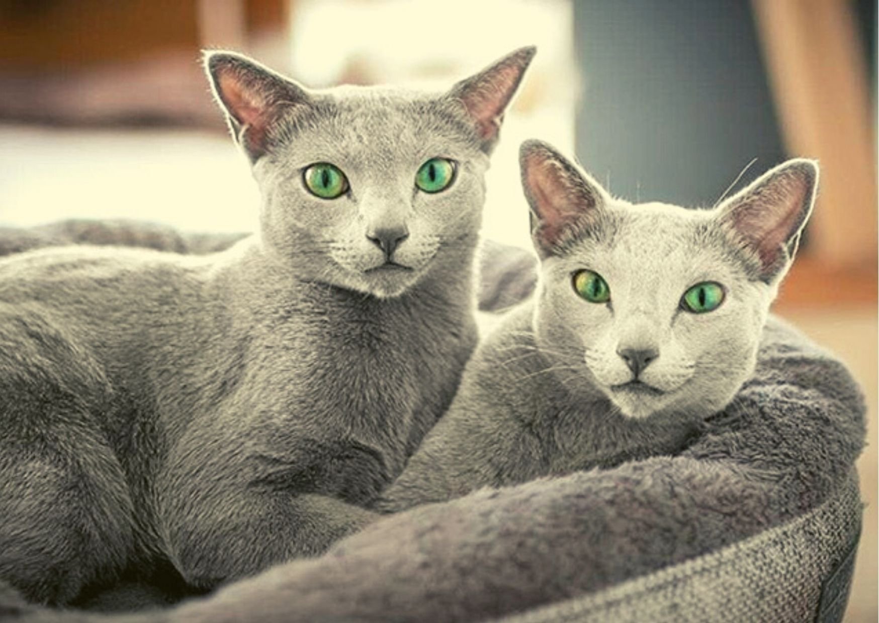Русская голубая кошка глаза