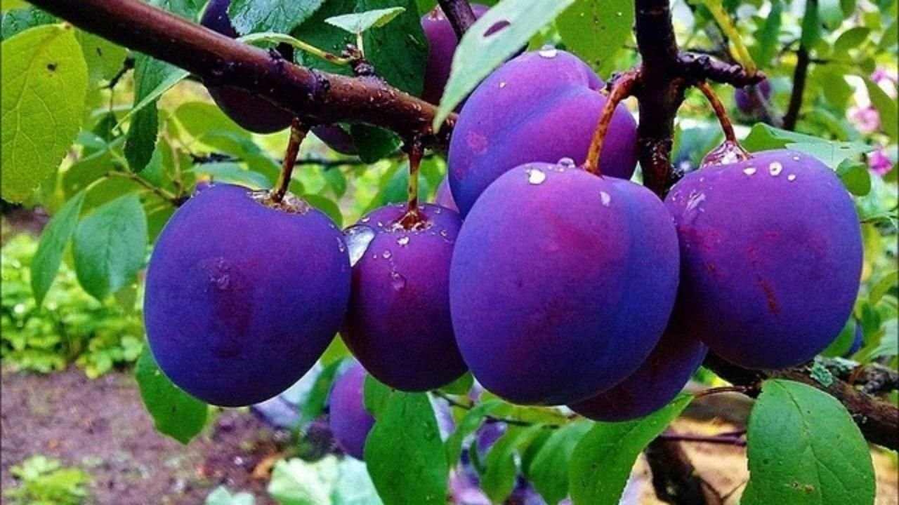 К чему снится слитые фото Слива светлячок описание сорта