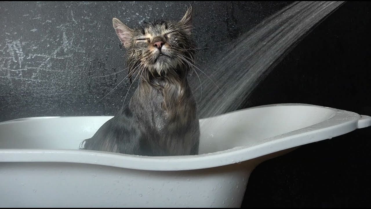Кот моется в душе