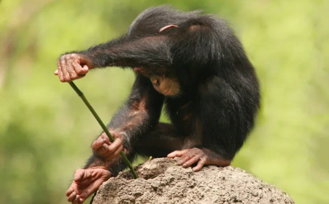 животные трудятся. самые трудолюбивые животные. труд в животном мире. лев и львицы прайд. суслик сурок бобер.