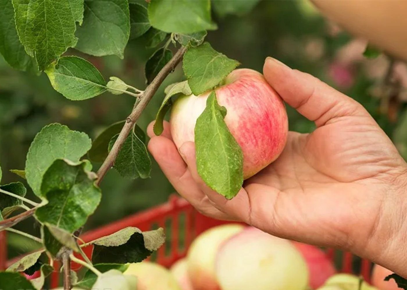 Реанимируем яблоню. Урожайность яблони. Срывает яблоко. Сборщик яблок. Спелые яблоки.