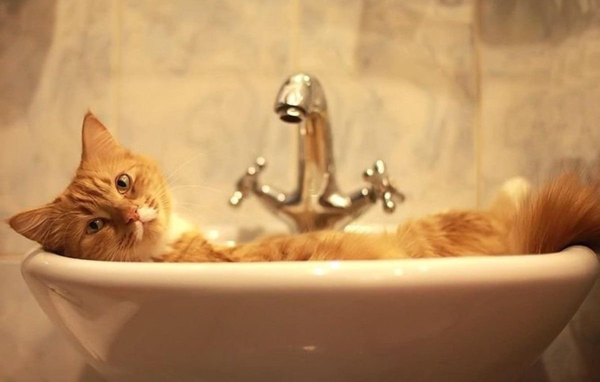 Кот после купания. Рыжий кот в ванной. Кошка в ванне. Котенок купается. Кот моется в ванной.