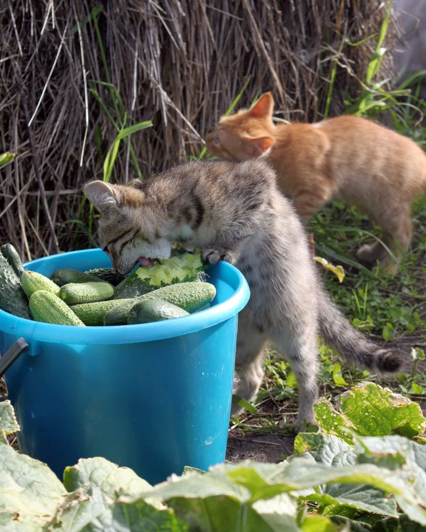 Кот в огороде картинки