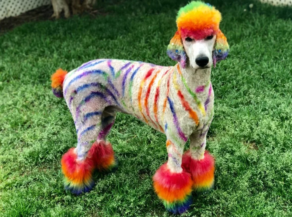 креативное окрашивание собак. красят ли собак. окрашивание шерсти собак. радужные собачки. окрашивание шерсти собак.